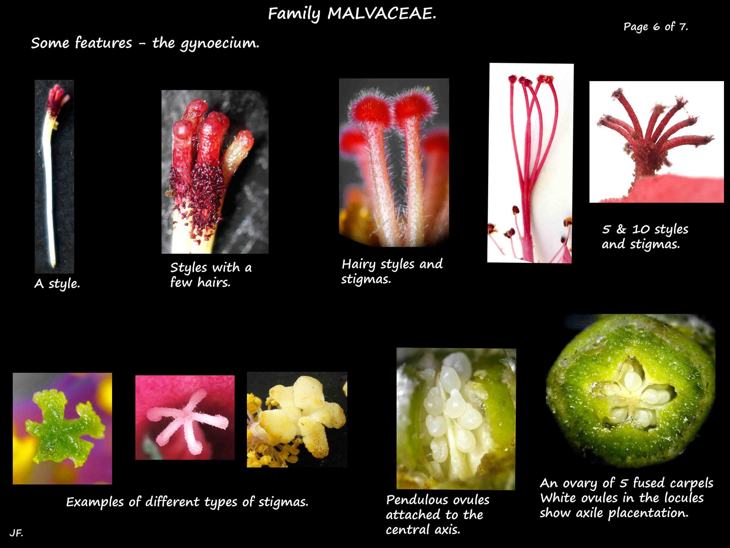 6 Malvaceae car5 Staminal column in Malvaceaepels